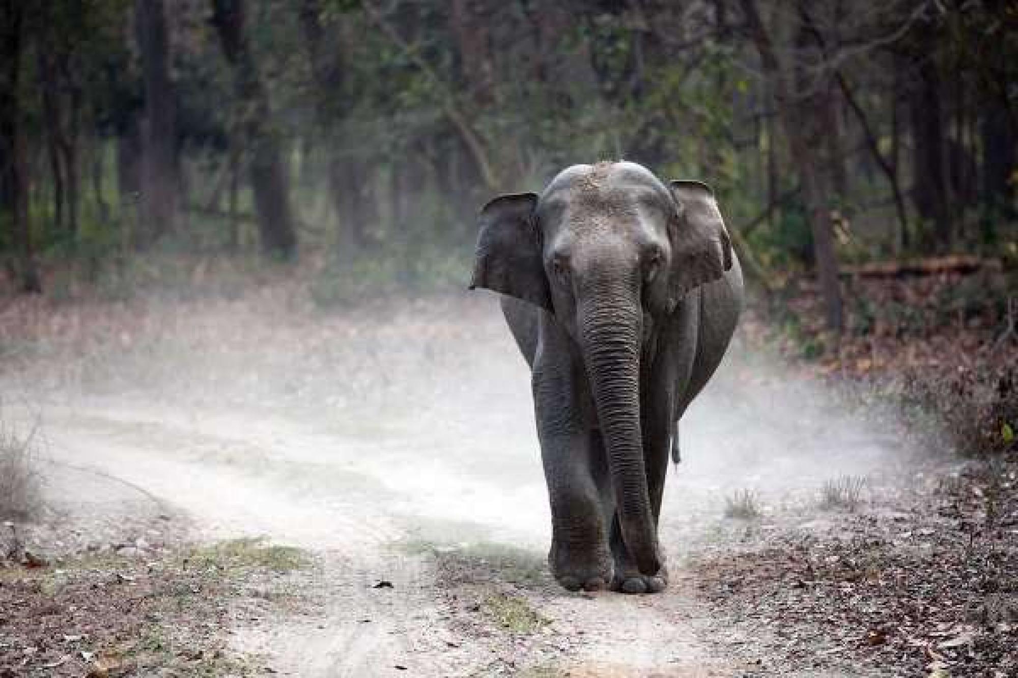 2 Days Delhi Jim Corbett Tour